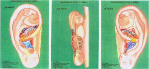 Auricular acupuncture