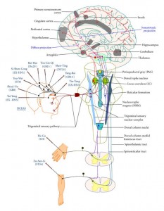 Cranio acupuncture